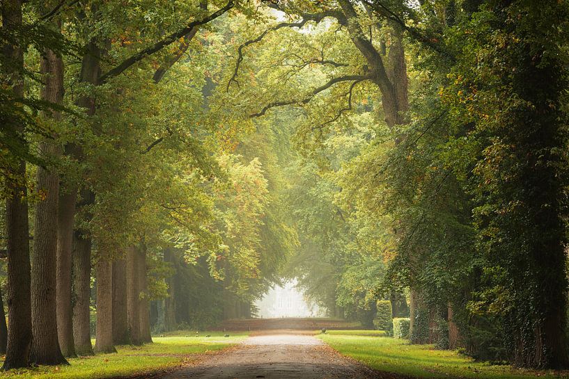 Oktober-Allee von Roelie Steinmann