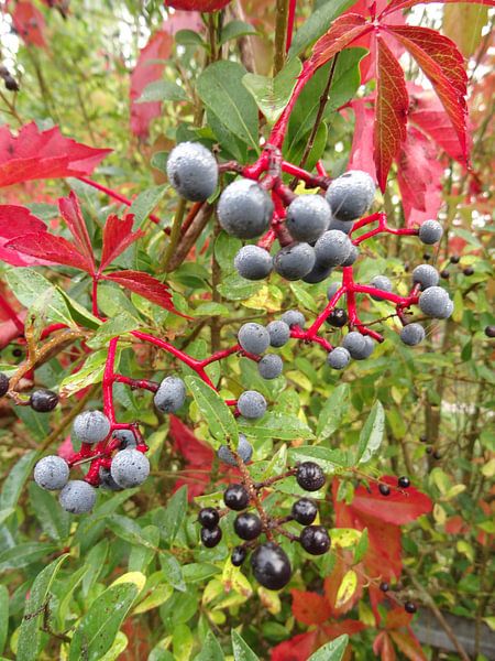 Fall Foliage by Josef Rast Fotografie