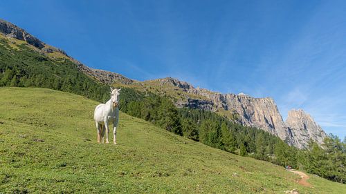 Wit paard in de bergen van Zuid-Tirol - Pferdefreunde
