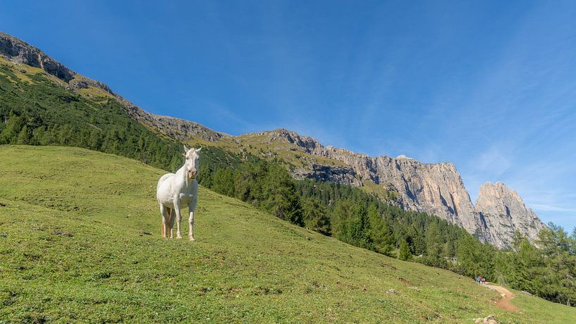 Weisses Pferd in der Bergwelt Südtirols - Pferdefreunde von Sebastian Czech