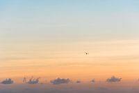 Bird at sunrise