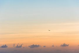 Bird at sunrise by Xulé Bogers