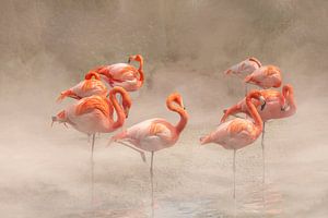 Flamingo. Oranje schoonheden.