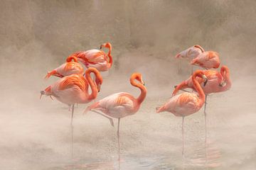Flamingo. Oranje schoonheden. van Alie Ekkelenkamp