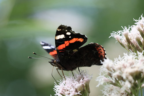 Fiery Wings – Atalanta on the Sun Coast