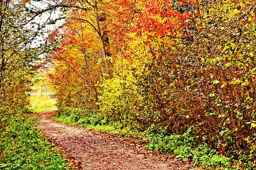 a path and autumn-coloured trees