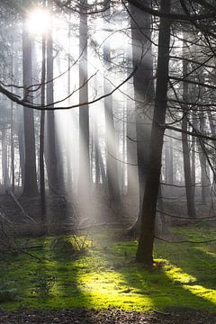 Sonne strahlt den Zeister Wald an! von Peter Haastrecht, van