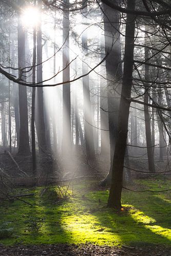 Zonnestralen de Zeister bossen!