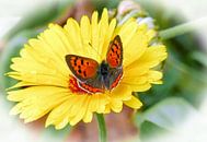 Bloem met vlinder van Gonnie van Hove thumbnail