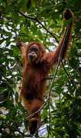 Orang Oetan in natuurreservaat Gunung Leuser, nabij Bukit Lawang - Sumatra, Indonesië