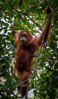 Orang Utan im Gunung Leuser Naturschutzgebiet, in der Nähe von Bukit Lawang - Sumatra, Indonesien