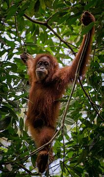 Orang Utan dans la réserve naturelle de Gunung Leuser, près de Bukit Lawang - Sumatra, Indonésie sur Tim Loos