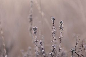 Heideflächen an einem kalten Morgen von Tania Perneel