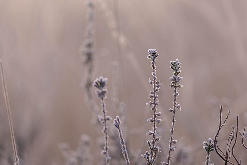 Heideflächen an einem kalten Morgen von Tania Perneel