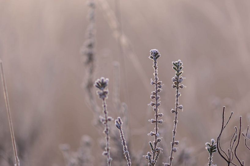 heathland on a cold morning by Tania Perneel
