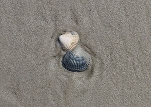 Coquillages sur la plage