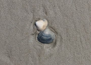 Muscheln am Strand von Matthias Brix