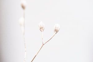 Douceur en hiver