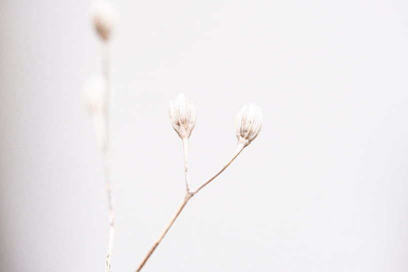 Softness in winter by Nadia Feys