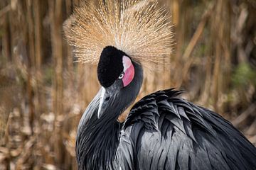 Portret van een kroonkraanvogel van Nicolette Vermeulen