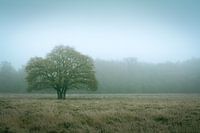 Baum III