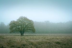 Arbre III