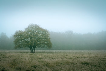 Baum III