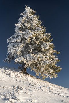 Verschneiter Nadelbaum mit frischem Schnee zum Sonnenaufgang