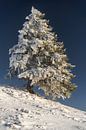 Snowy conifer with fresh snow for sunrise by Daniel Pahmeier thumbnail