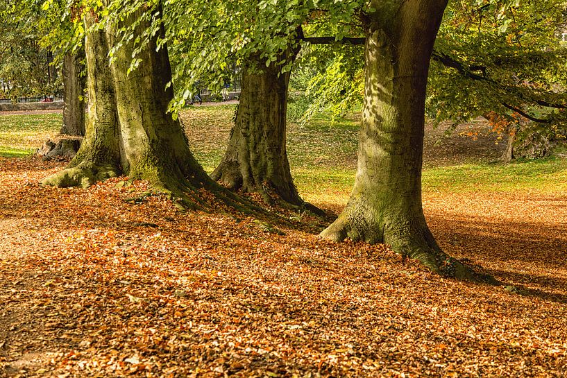 Trees in autum by Willy Sybesma