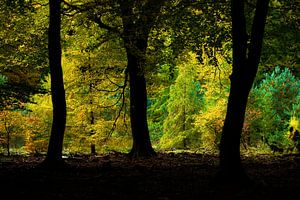 Farben des Speulderbos von Nando Harmsen