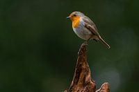 Robin