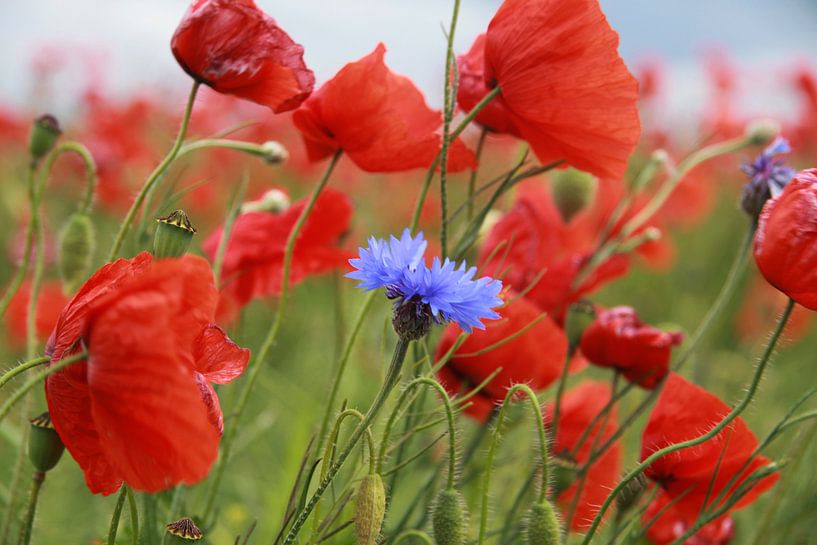 Klatschmohn von Karina Gebert