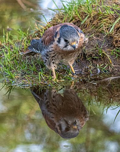Falcon