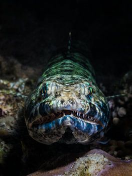 portrait of a lizard fish