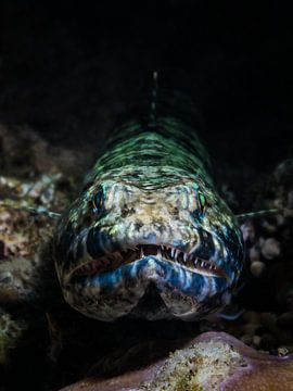 portrait d'un poisson lézard sur Enak Cortebeeck