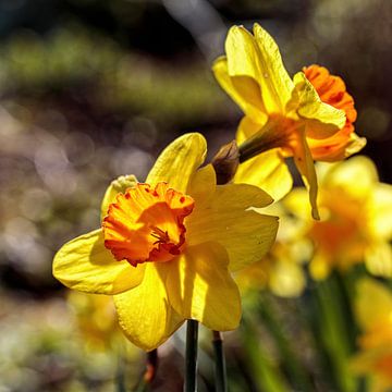 Easter flowers / Daffodil by Rob Boon