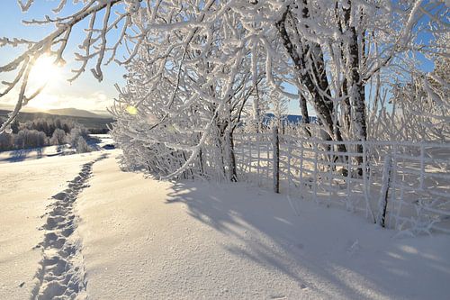 Berijpte bomen na de storm