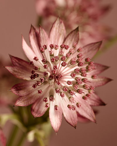 Dusty pink and other shades of pink – Zeeuws Knoopje in bloom