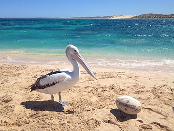 Pelikan am Strand, Australien von Martina Dormann