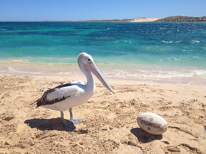 Pelikan am Strand, Australien van Martina Dormann