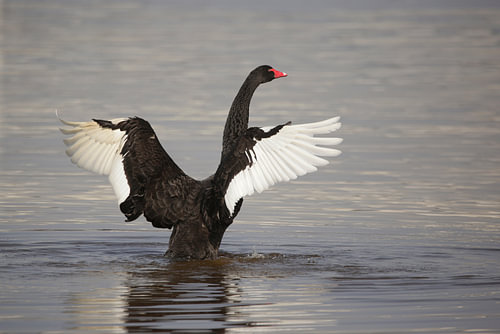 Schwarzer Schwan