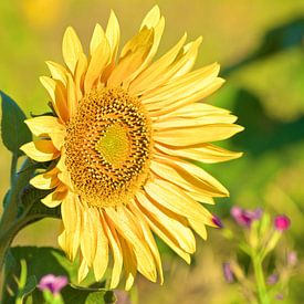 Sonnenblume von Reinhardt Dallgass