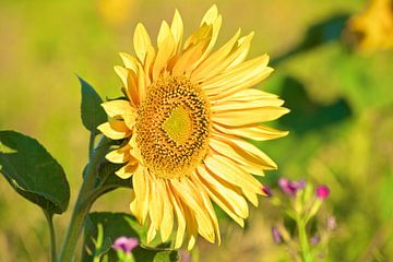 Tournesol sur Reinhardt Dallgass