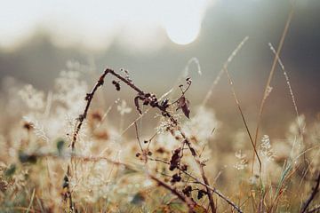 Natuur van Meike Huibers