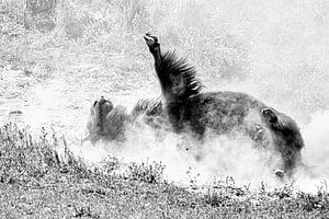 bizon in actie van Kris Hermans