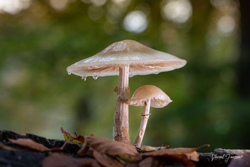 Mushroom splendour - The Small World Big Shot by vincent janssen