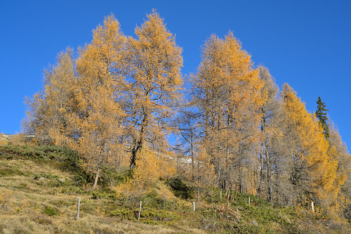 Des mélèzes aux couleurs dorées de l'automne sur un versant alpin