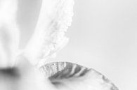 Stilleben in Schwarz-Weiß von Ellen van Schravendijk Miniaturansicht