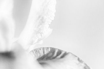 Stilleben in Schwarz-Weiß von Ellen van Schravendijk